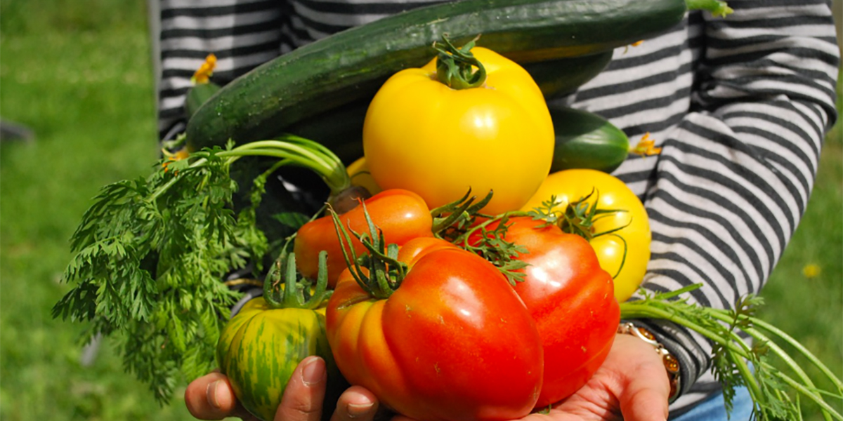 Con l'LCA (Life Cycle Assessment) CCPB valuta l’impatto ambientale dell’agricoltura